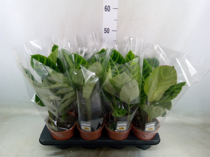 <h4>Calathea zebrina</h4>