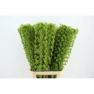 EUCOMIS P-E GOLIATH SEEDS MEGA