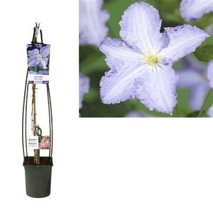 Clematis 'Blue Angel' +light label