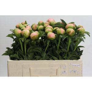 Paeonia Kingsday