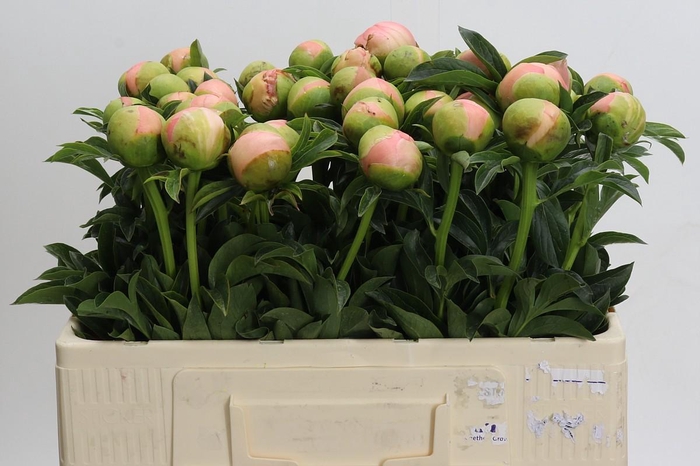Paeonia Kingsday
