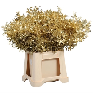 Ijslandmos (reindeer) Erika