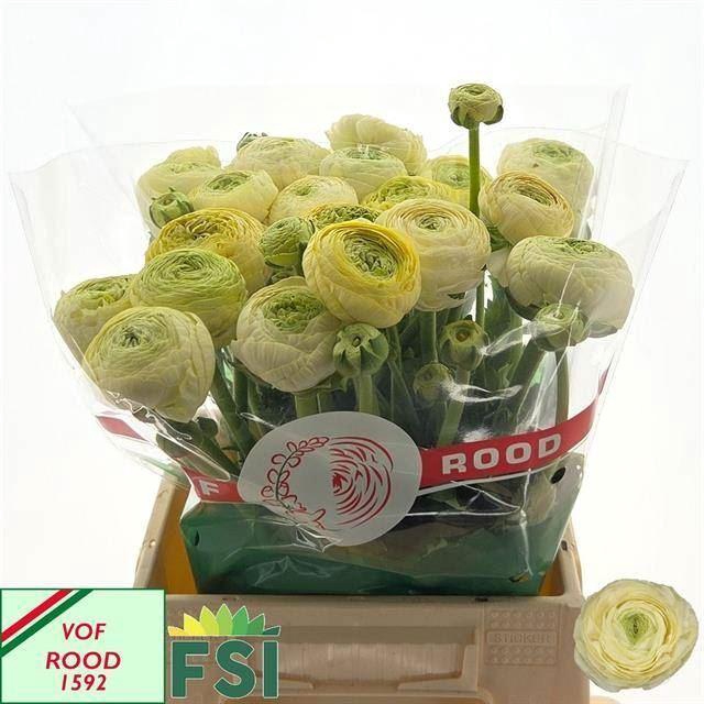 <h4>RAN AAZUR CREAM 62 GR.</h4>