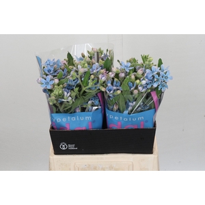 Oxypetalum Bridal Victoria