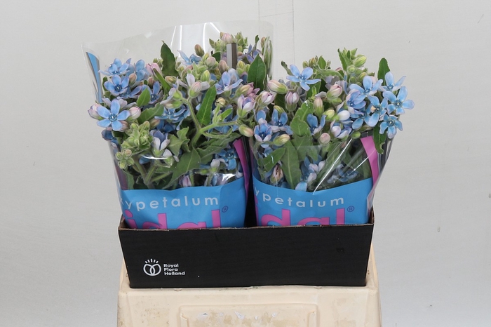 <h4>Oxypetalum Bridal Victoria</h4>
