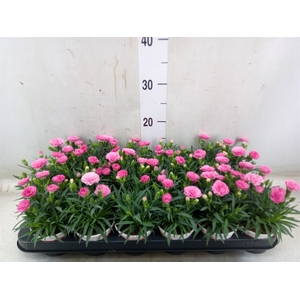 Dianthus  'I Love U'