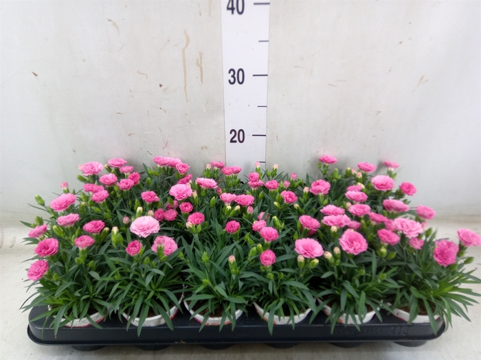 <h4>Dianthus  'I Love U'</h4>
