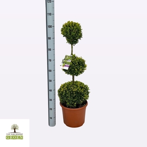 Buxus sempervirens Trio bol