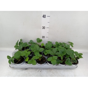 Fragaria ananassa 'Ostara'