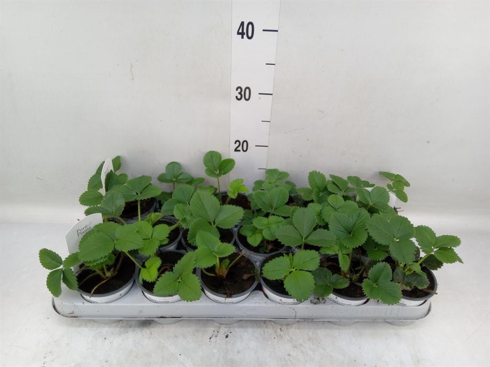 <h4>Fragaria ananassa 'Ostara'</h4>