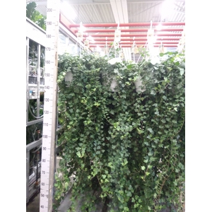 Hedera helix 'Mein Herz'