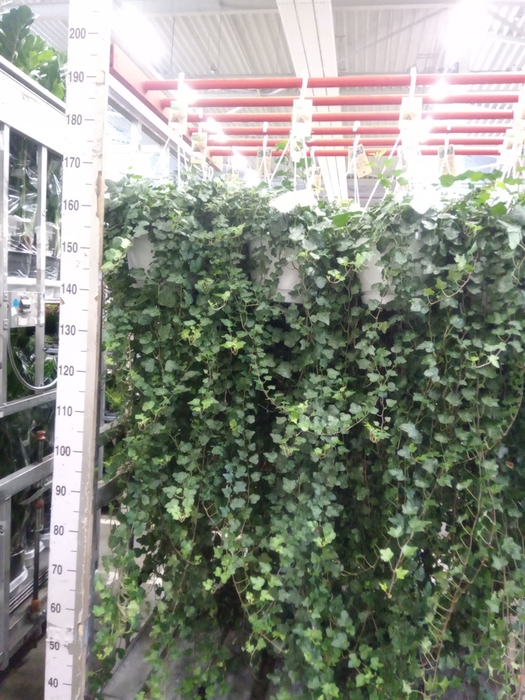 <h4>Hedera helix 'Mein Herz'</h4>