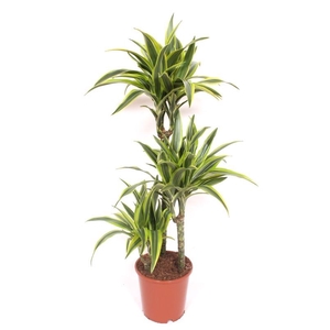 Dracaena fr de 'LemonLime'