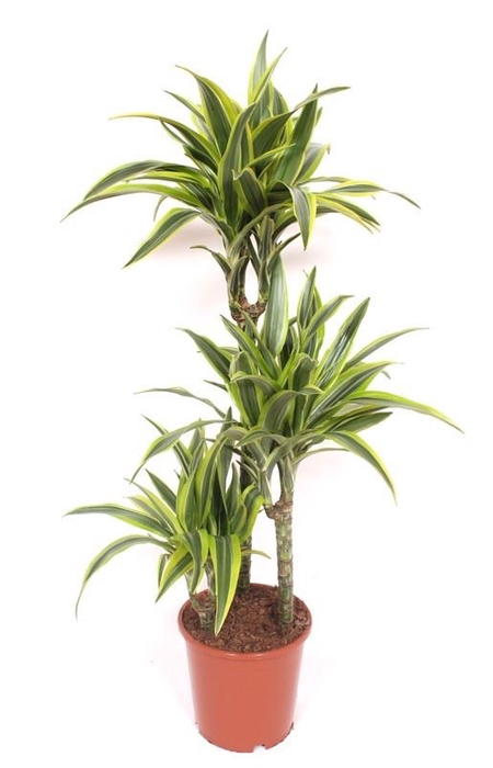<h4>Dracaena fr de 'LemonLime'</h4>
