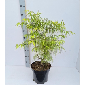 Acer palmatum Koto-no-ito