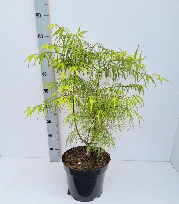 <h4>Acer palmatum Koto-no-ito</h4>