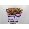 Limonium sinuatum Royal Orange