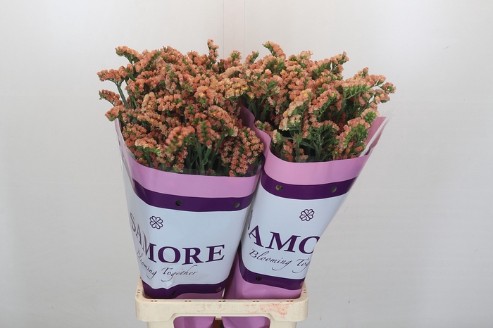 Limonium sinuatum Royal Orange