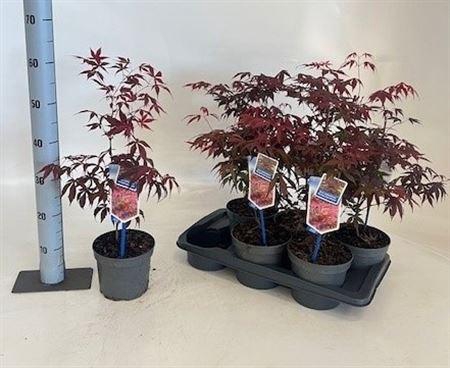 <h4>Acer palmatum 'Atropurpureum'</h4>