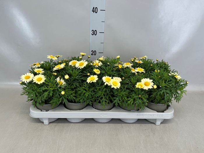 <h4>Argyranthemum  'La Rita Yellow'</h4>