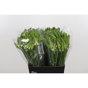 Ornithogalum Thyrsoides