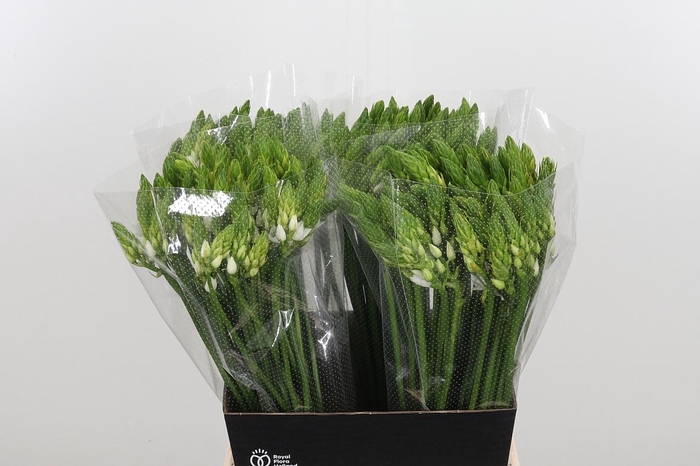 <h4>Ornithogalum Thyrsoides</h4>