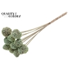 Atta Fruit on stem Intense Frosted Mint