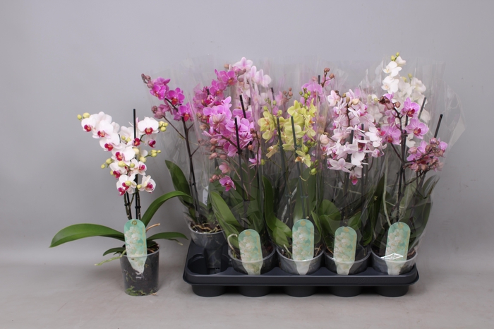 <h4>PHAL MF GEM 8 KL</h4>