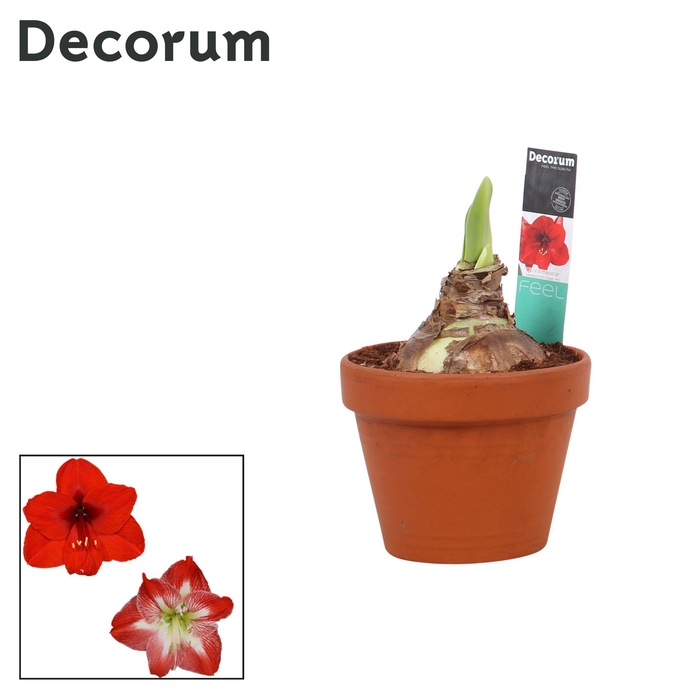 <h4>Amaryllis Mix 2 Knop Terracotta Steen OP (Decorum)</h4>