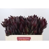 Leucadendron Saf Sunset Dark R.Spray