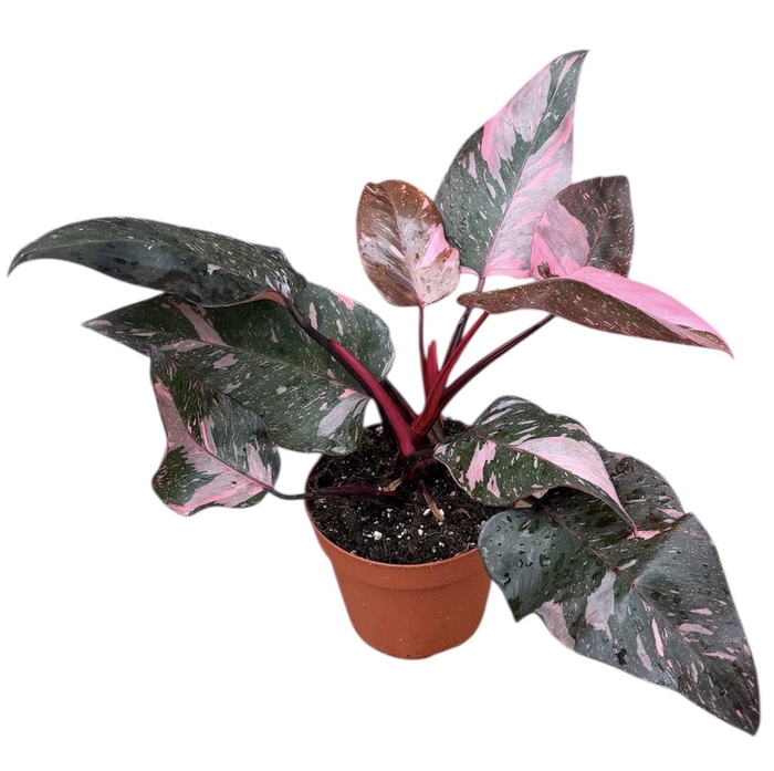 <h4>Philodendron Pink Princess Marble</h4>