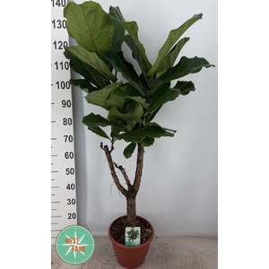 FICUS LYRATA