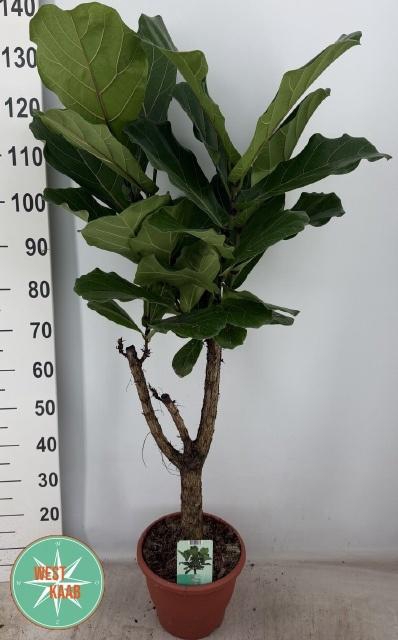 <h4>FICUS LYRATA</h4>