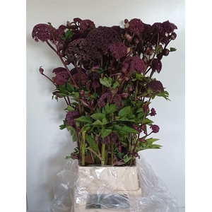 Angelica Gigas