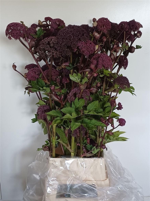 <h4>Angelica Gigas</h4>