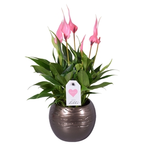 Anthurium Lilli in bolpot goud
