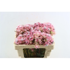 Blushing Bride - Evening Star 6-9
