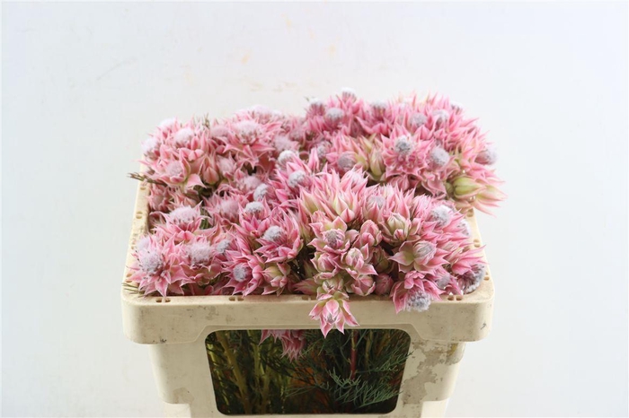 <h4>Blushing Bride - Evening Star 6-9</h4>