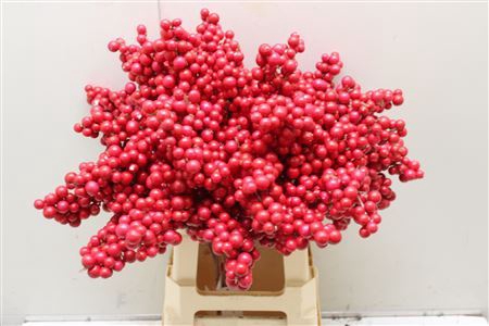 <h4>Bes Groot Op Stok Ilex Rood</h4>