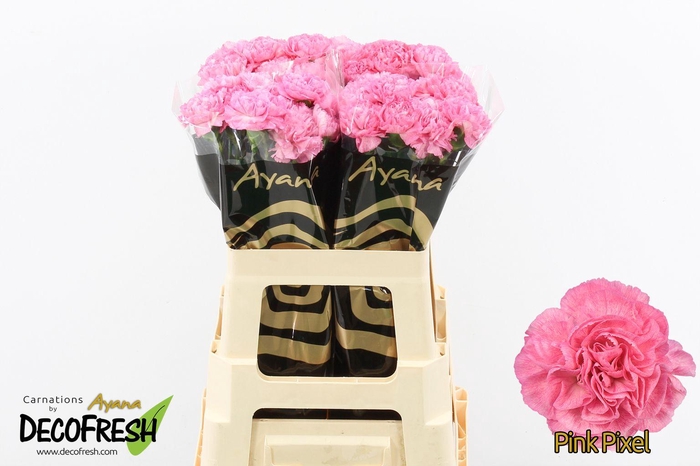 <h4>Di St Pink Pixel</h4>