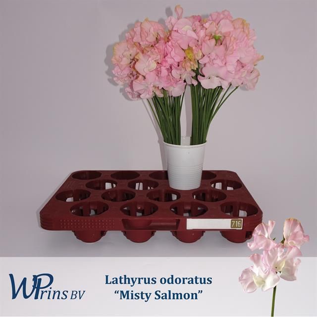 <h4>LATHYR MIST SALMON</h4>