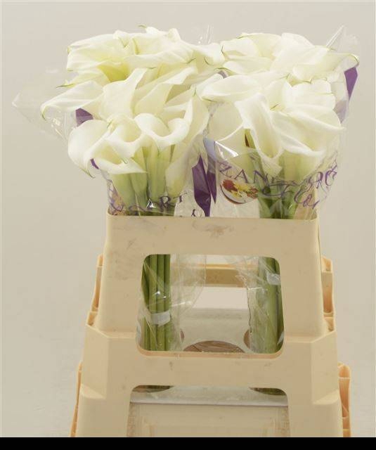 <h4>ZANT WHITE ART</h4>