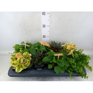 Peperomia   ...mix