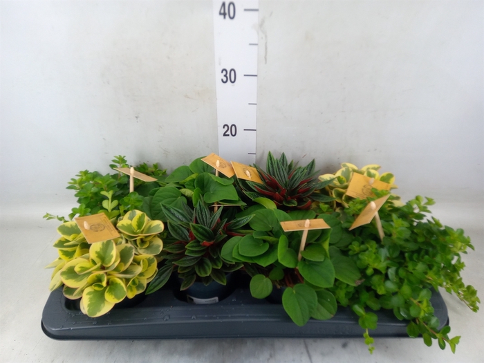<h4>Peperomia   ...mix</h4>