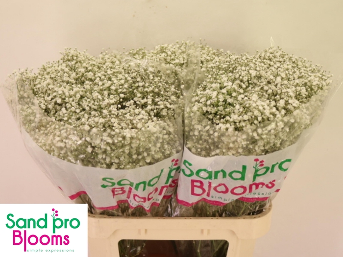 <h4>GYPS PA OPTIMUS</h4>