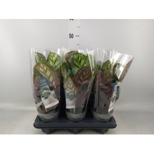 Calathea   ...