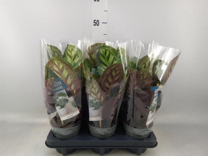 <h4>Calathea   ...</h4>