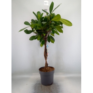 Ficus cyathistipula