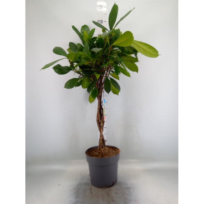 <h4>Ficus cyathistipula</h4>