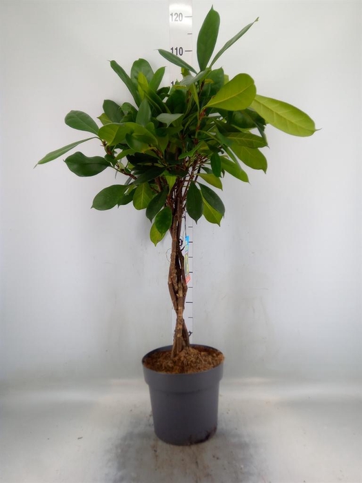 <h4>Ficus cyathistipula</h4>